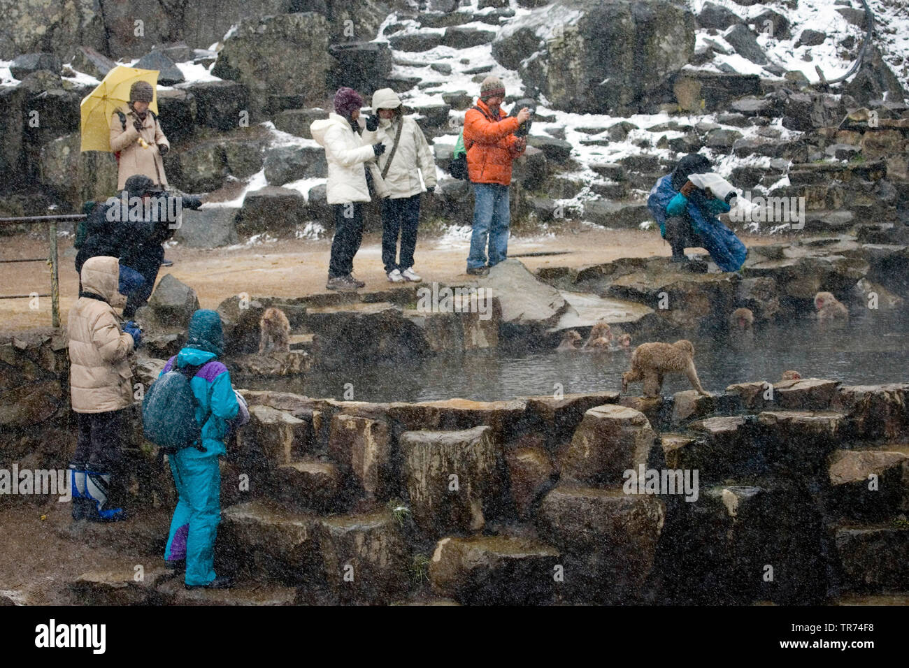 Macaque giapponese, neve di scimmia (Macaca fuscata), fotografo di prendere foto di scimmie, Giappone, Hokkaido Foto Stock