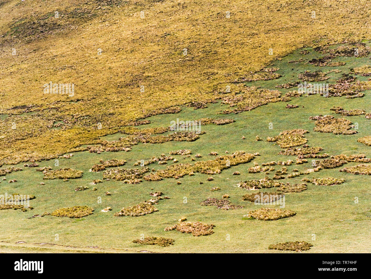 Riserva Antisana, Ecuador, Paramo, Antisana Riserva Ecologica Foto Stock