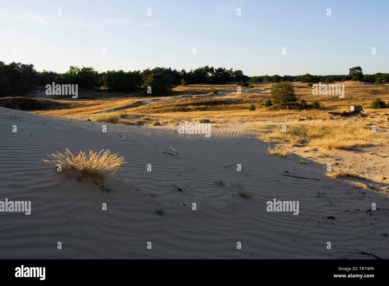 Le dune di sabbia, Paesi Bassi, Veluwe, Kootwijk, Kootwijkerzand Foto Stock