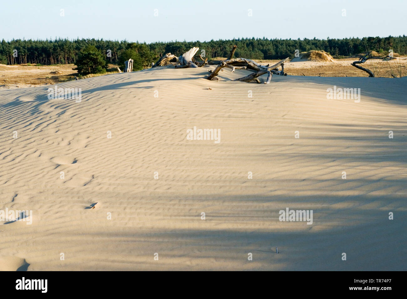 Le dune di sabbia, Paesi Bassi, Veluwe, Kootwijk, Kootwijkerzand Foto Stock