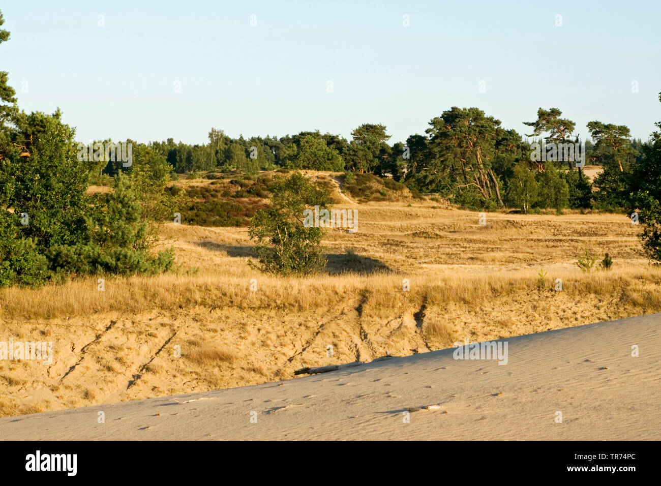 Le dune di sabbia, Paesi Bassi, Veluwe, Kootwijk, Kootwijkerzand Foto Stock