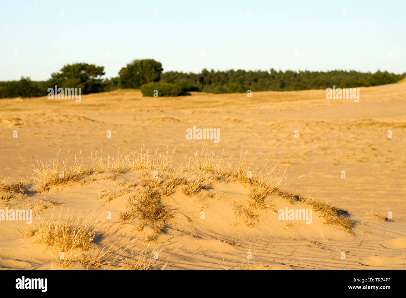 Le dune di sabbia, Paesi Bassi, Veluwe, Kootwijk, Kootwijkerzand Foto Stock