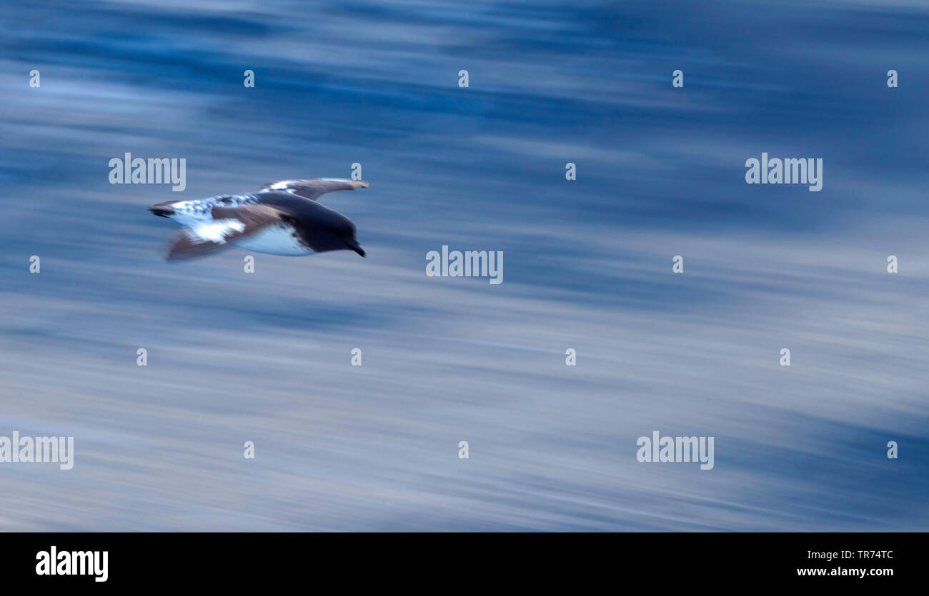Pintado petrel, Antartico cape petrel (Daption capense australe), volo oltre oceano meridionale, Nuova Zelanda, isole sub antartiche Foto Stock