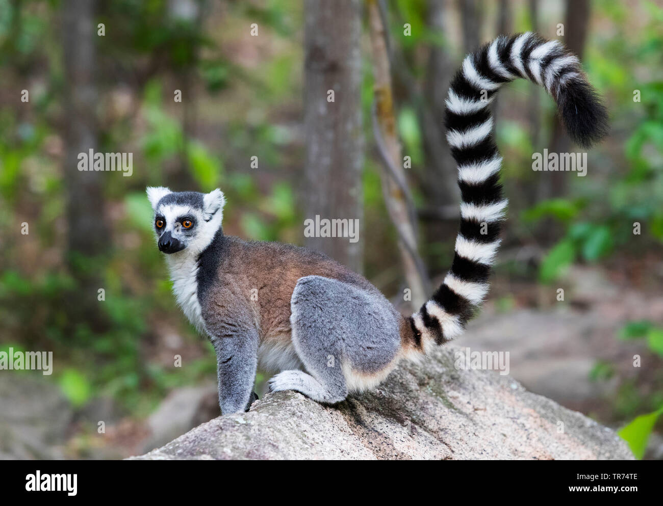 Anello-tailed lemur (Lemur catta), lavori di posa in opera su una roccia, Madagascar, Parco Anja Foto Stock