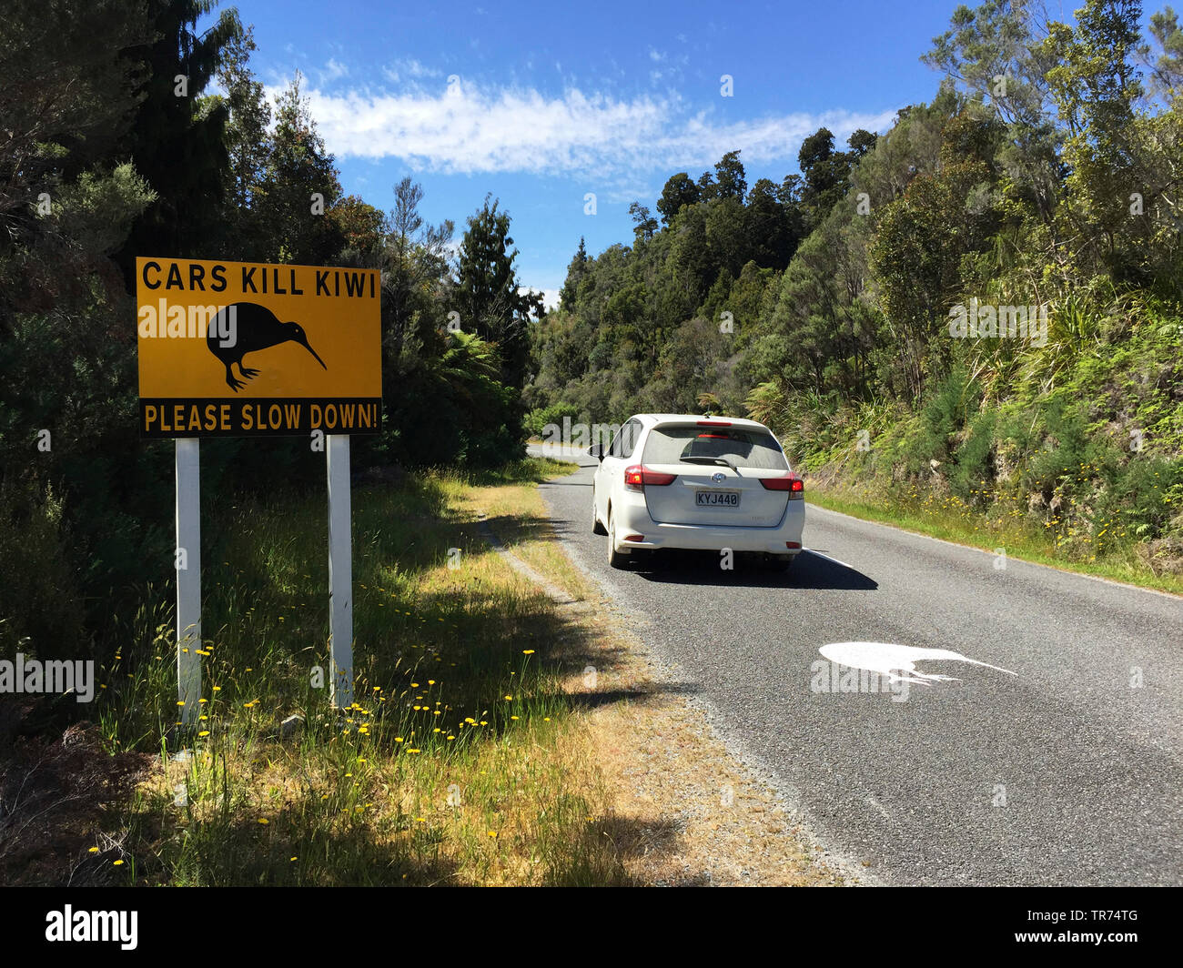 Okarito kiwi, Rowi, Okarito brown kiwi (Apteryx rowi), grandi cartelli stradali accanto alla strada sono stati istituiti per informare il conducente di eventuali Okarito Kiwi sulla strada, in una delle più rare specie di uccelli nel mondo., Nuova Zelanda, Isola Meridionale, Okarito Foto Stock