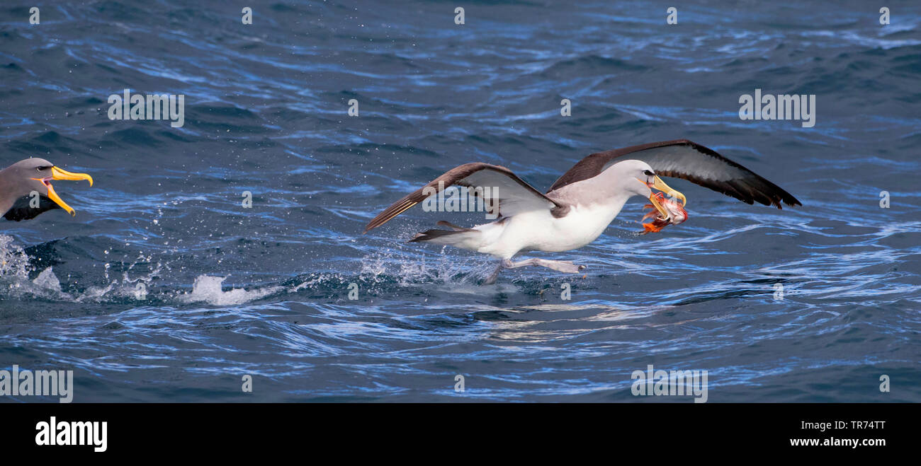 Il Salvin Albatross (Thalassarche salvini), in lotta per il cibo con un albatro Chatham, Thalassarche eremita, Nuova Zelanda, isole sub antartiche Foto Stock