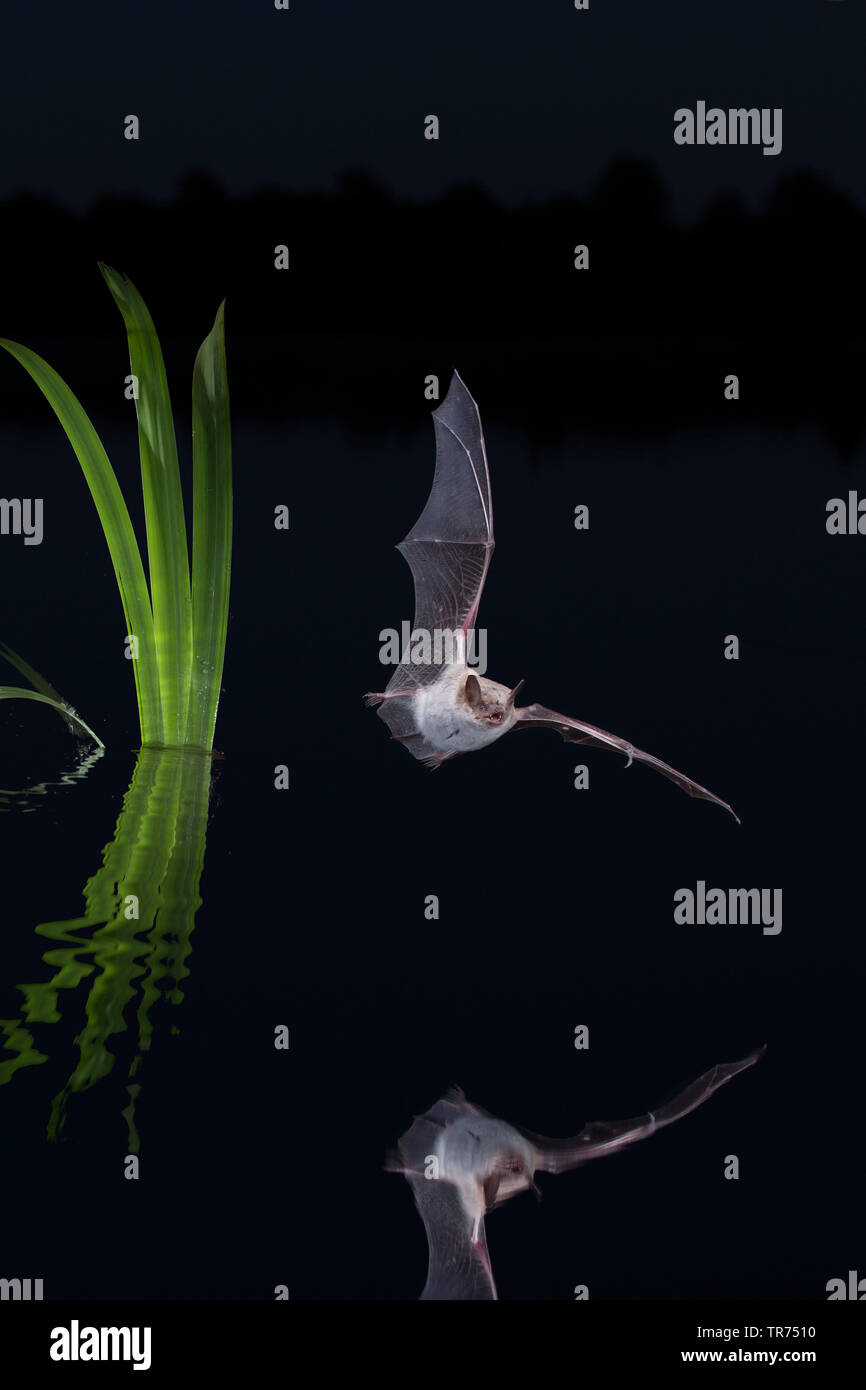 Pond bat (Myotis dasycneme), la caccia di notte, Paesi Bassi Foto Stock