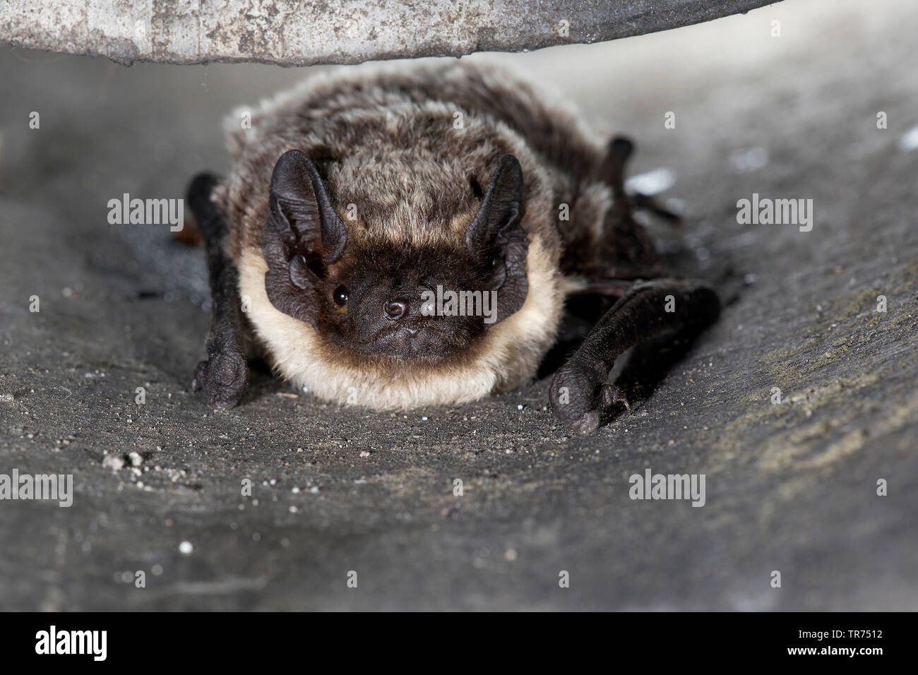 Particol-colorato bat (Vespertilio murinus), vista frontale, Paesi Bassi Foto Stock