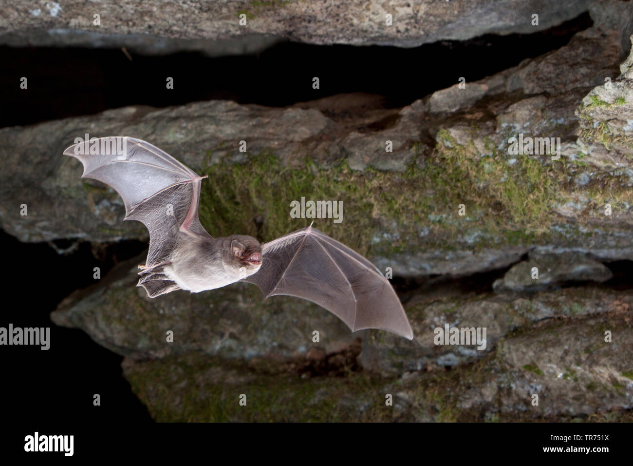 Piegate comune ala di pipistrello, Schreiber bat (Miniopterus schreibersii), la caccia di notte, Bulgaria Foto Stock