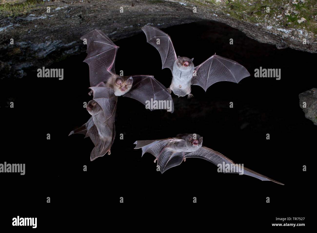 Piegate comune ala di pipistrello, Schreiber bat (Miniopterus schreibersii), lasciando grotta per la caccia di notte, Bulgaria Foto Stock