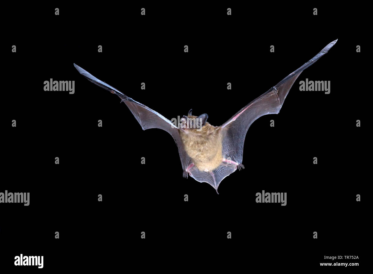 Subedema bat, big brown bat, setoso bat (Eptesicus serotinus), la caccia di notte, Paesi Bassi Foto Stock