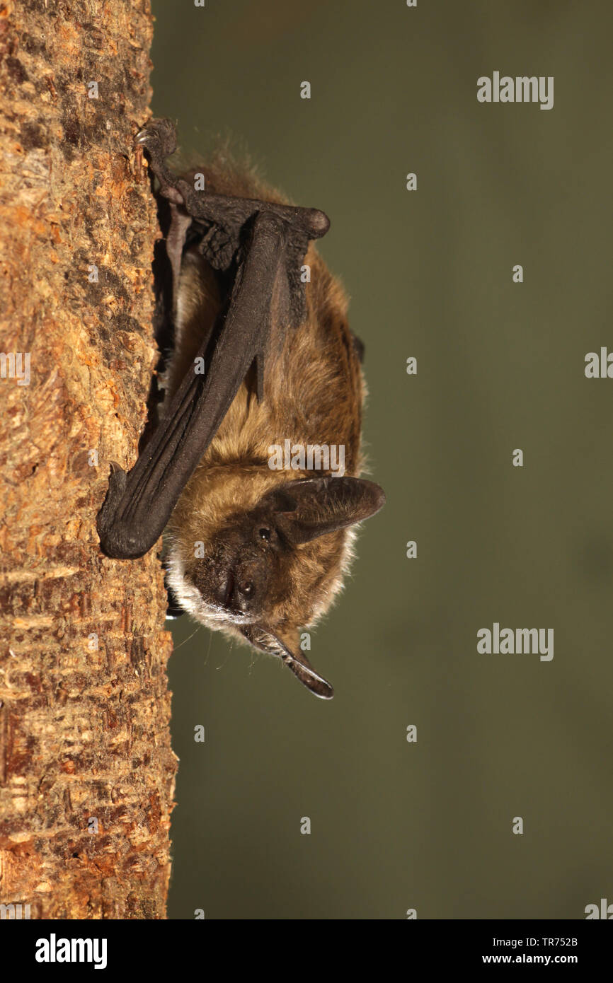 Subedema bat, big brown bat, setoso bat (Eptesicus serotinus), appeso su un tronco di albero, Paesi Bassi Foto Stock