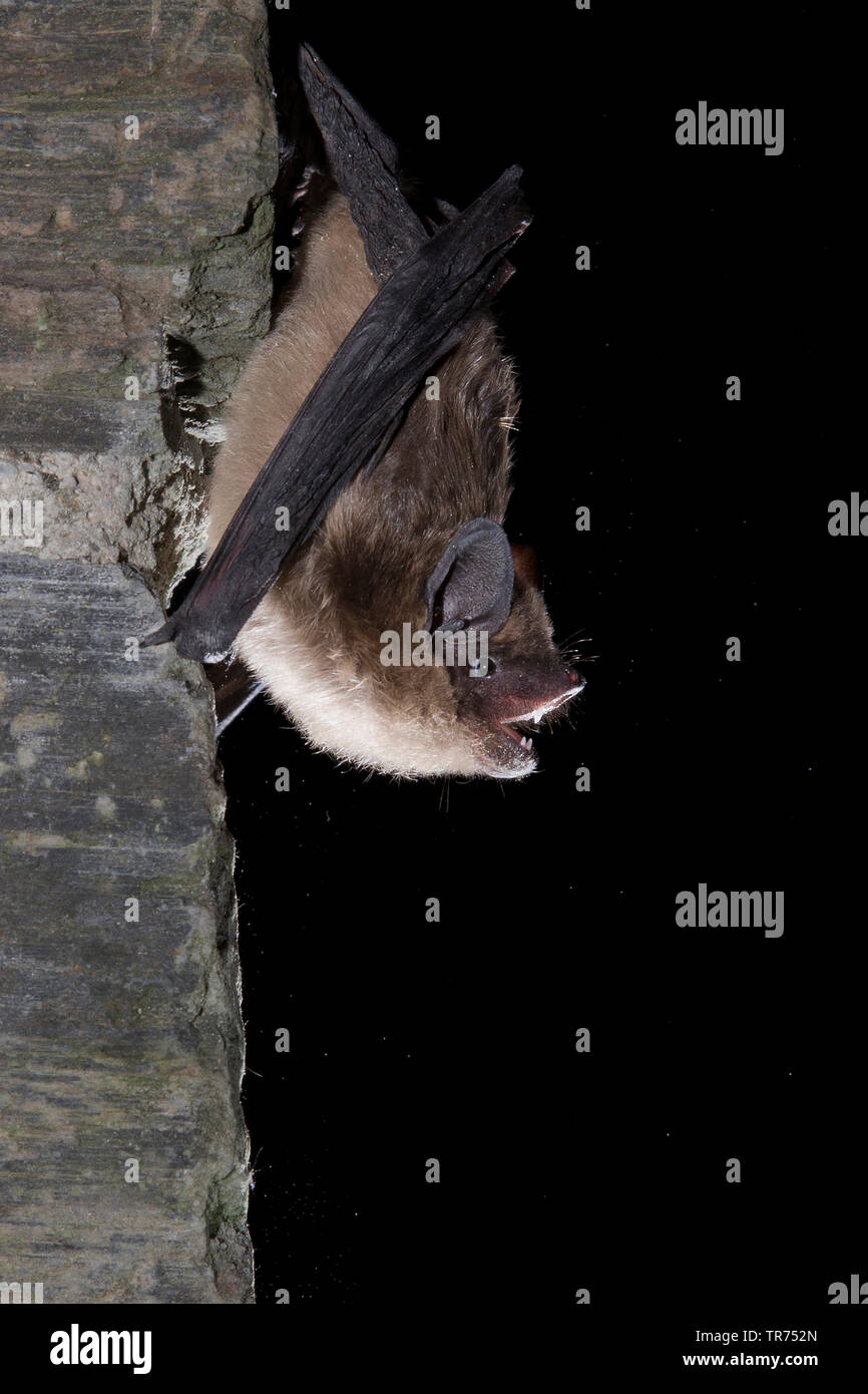 Subedema bat, big brown bat, setoso bat (Eptesicus serotinus), appeso a una parete, Paesi Bassi Foto Stock