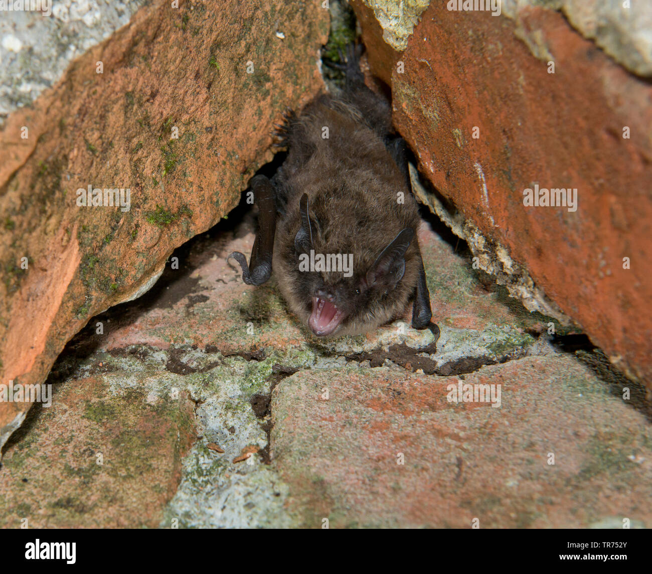 Whiskered bat (Myotis mystacinus), in un'alcova, Paesi Bassi Foto Stock