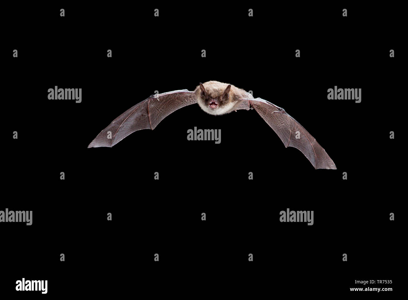 Whiskered bat (Myotis mystacinus), la caccia di notte, Belgio Foto Stock