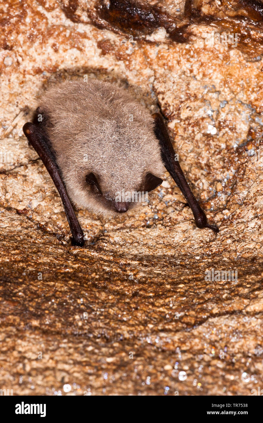 Whiskered bat (Myotis mystacinus), pendenti dal soffitto della caverna, Francia Foto Stock