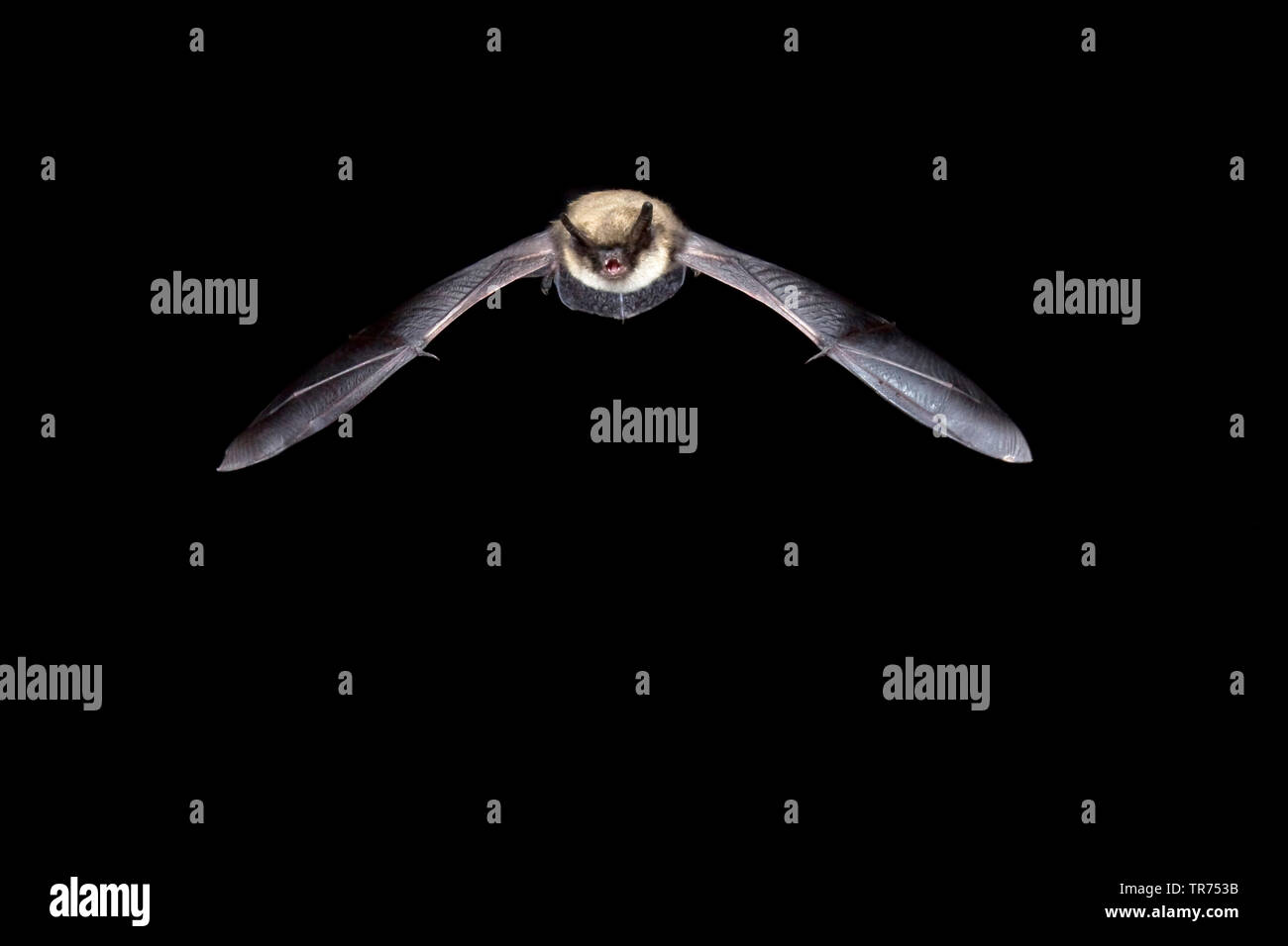 Whiskered bat (Myotis mystacinus), la caccia di notte, Paesi Bassi Foto Stock