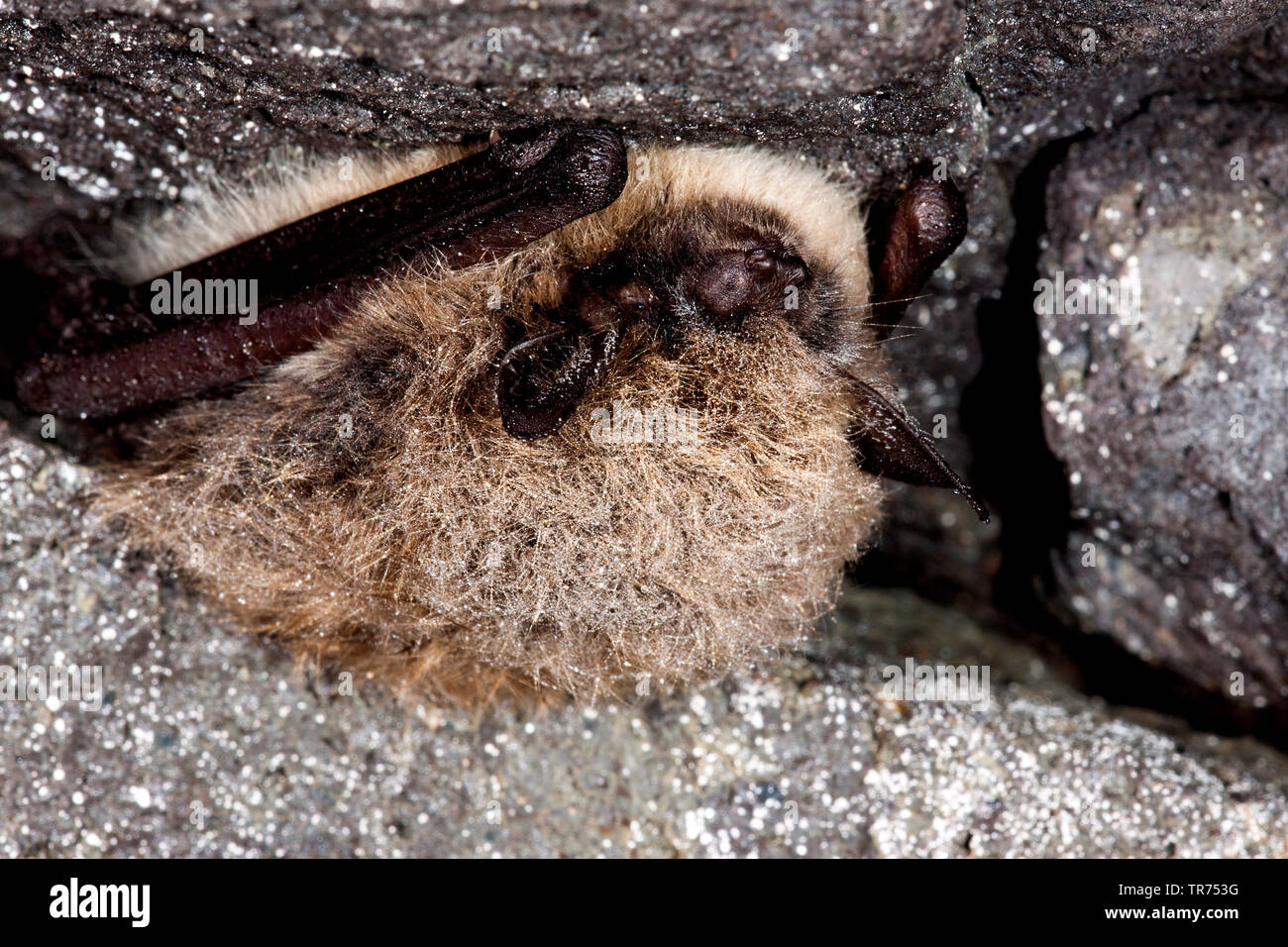 Whiskered bat (Myotis mystacinus), entra in modalità di ibernazione in una fessura, Germania Foto Stock