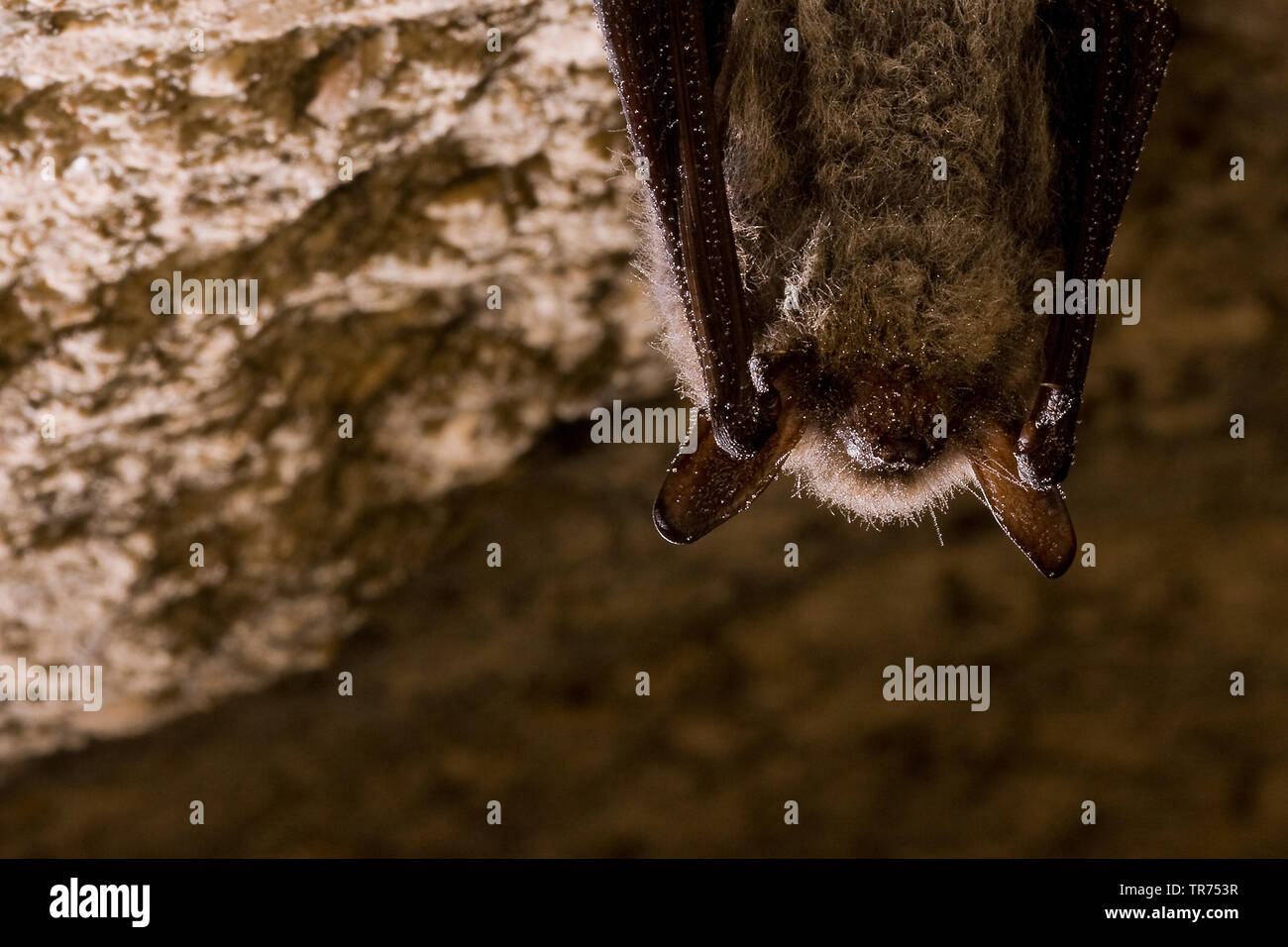 Whiskered bat (Myotis mystacinus), sospeso verso il basso di una grotta soffitto, Germania Foto Stock