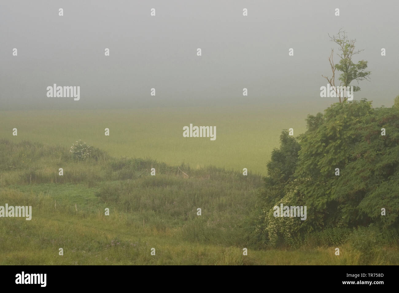 Foschia mattutina a Sint-Pietersberg, Paesi Bassi Limburg, Sint-Pietersberg Foto Stock