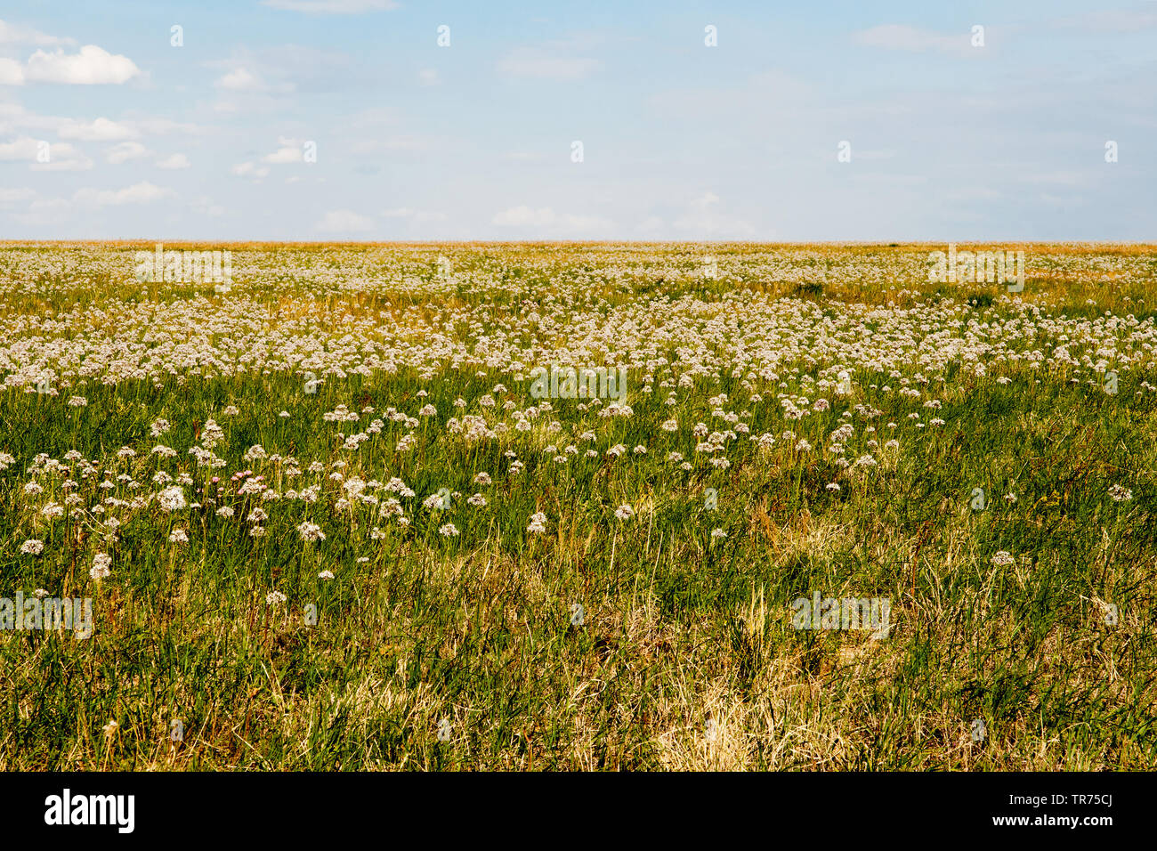 Le cipolle (Allium spec.), crescere ondata di Allium specie sulla steppa nella regione Tengiz-Korgalzhyn, Kazakistan Foto Stock