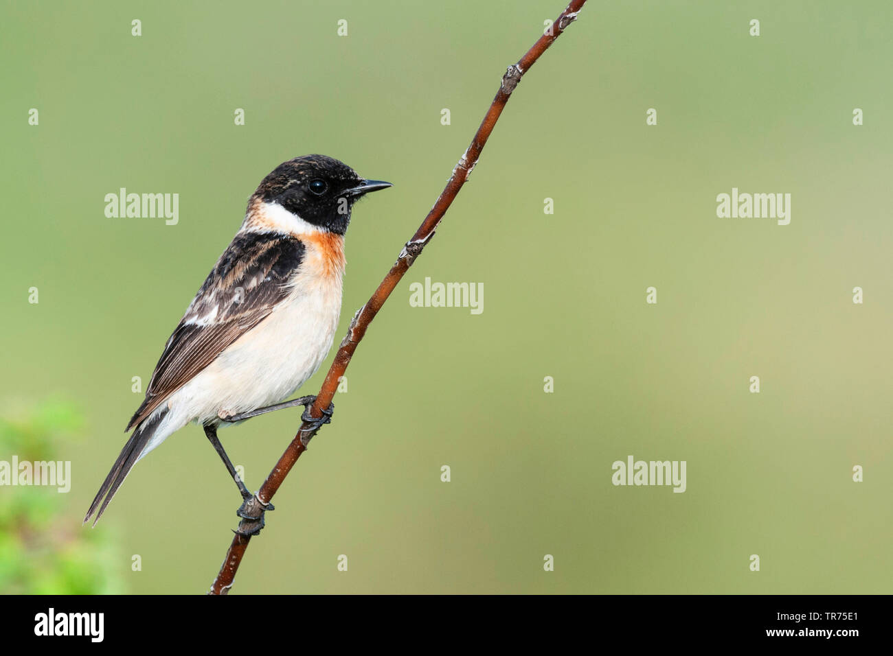 Siberiano, stonechat stonechat asiatici (Saxicola maurus), maschile seduto su un ramo, Kazakistan, Zhabagly Foto Stock