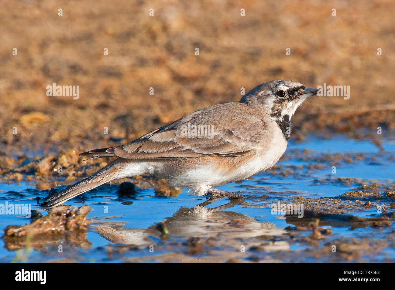 Shore cornuto allodola, cornuto lark (Eremophila alpestris brandti, Eremophila brandti), dall'acqua, Kazakistan, Fetisovo Foto Stock