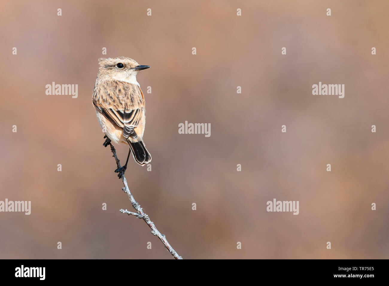 Siberiano, stonechat stonechat asiatici (Saxicola maurus), femmina seduto su un ramo, Kazakistan, Zhabagly Foto Stock