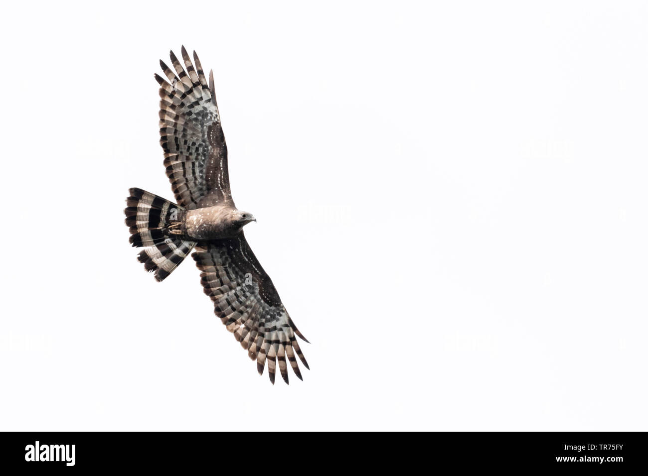 Oriental falco pecchiaiolo (Pernis ptilorhynchus), in volo, Taiwan Foto Stock