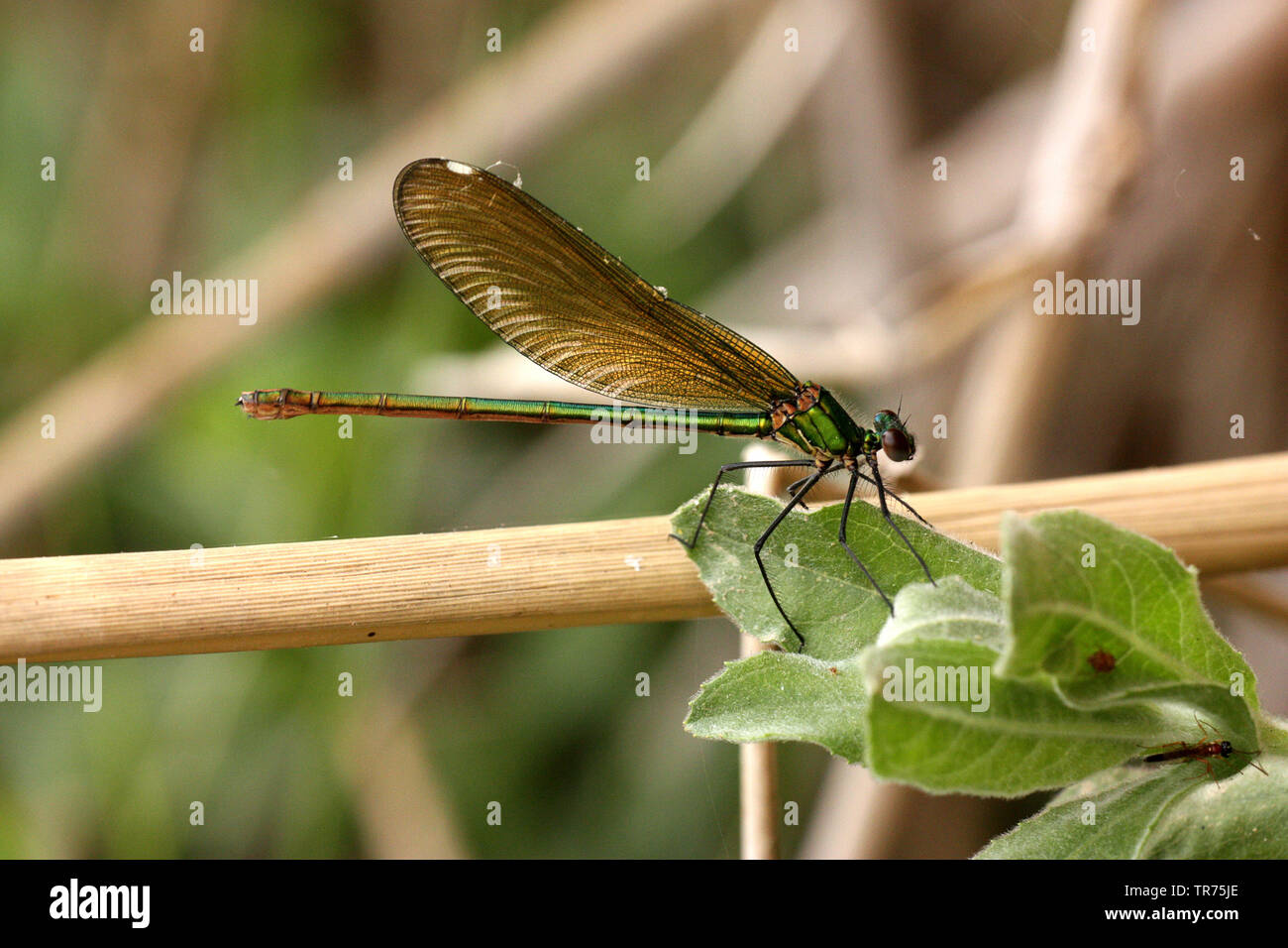 Chiara-winged Demoiselle, nastrati blackwings, agrion nastrati, nastrati demoiselle (Calopteryx splendens intermedia, Agrion splendens intermedia), femmina, Siria, Lago Jabbul Foto Stock