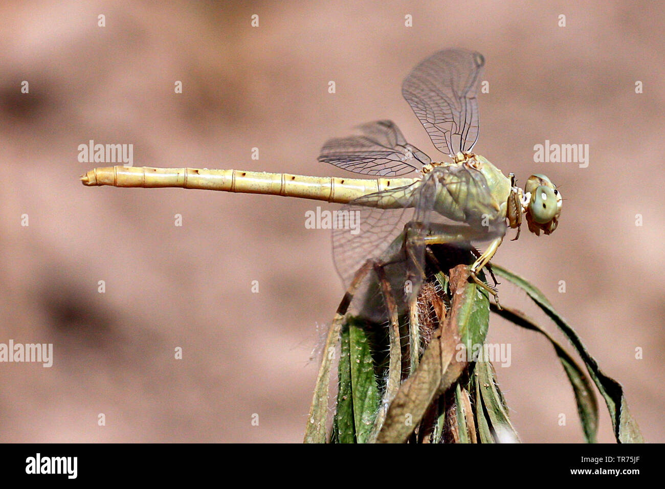Gomphidae (Anormogomphus kiritshenkoi), femmina, Siria, Ar Raqqah Foto Stock