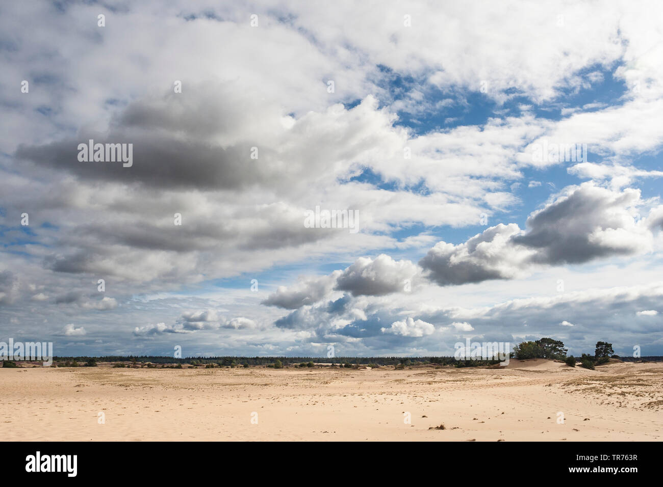 Cielo nuvoloso su ampi paesaggi di Kootwijkerzand in estate, Paesi Bassi, Gelderland, Kootwijkerzand Foto Stock