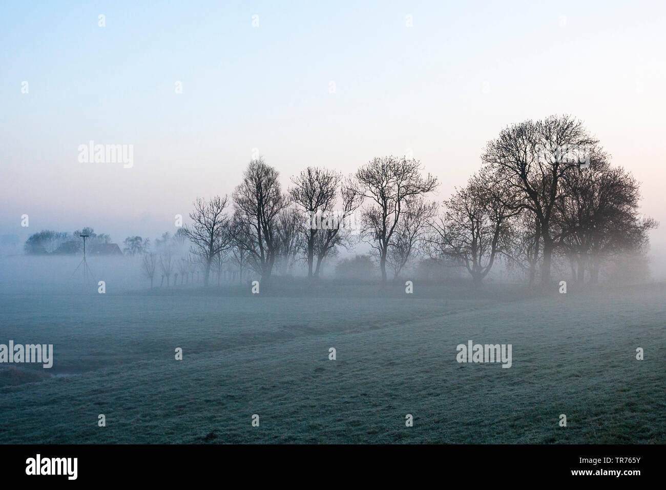 Alberi in misty meadow a Ouderkerk, Paesi Bassi Paesi Bassi del Nord, Ouderkerk Foto Stock