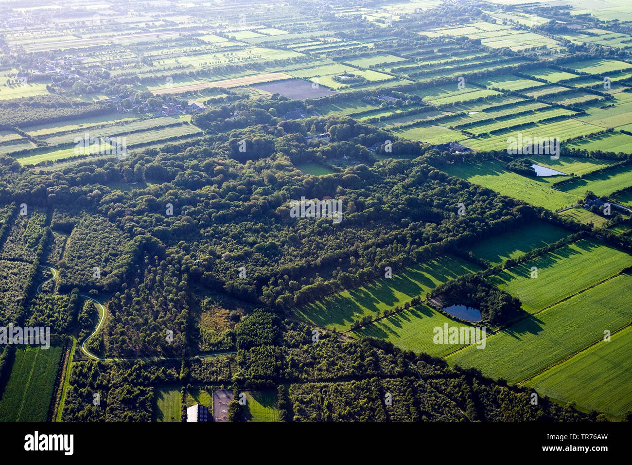 La foresta e il paesaggio di campo con siepi al Mare del Nord, foto aerea, Paesi Bassi Foto Stock