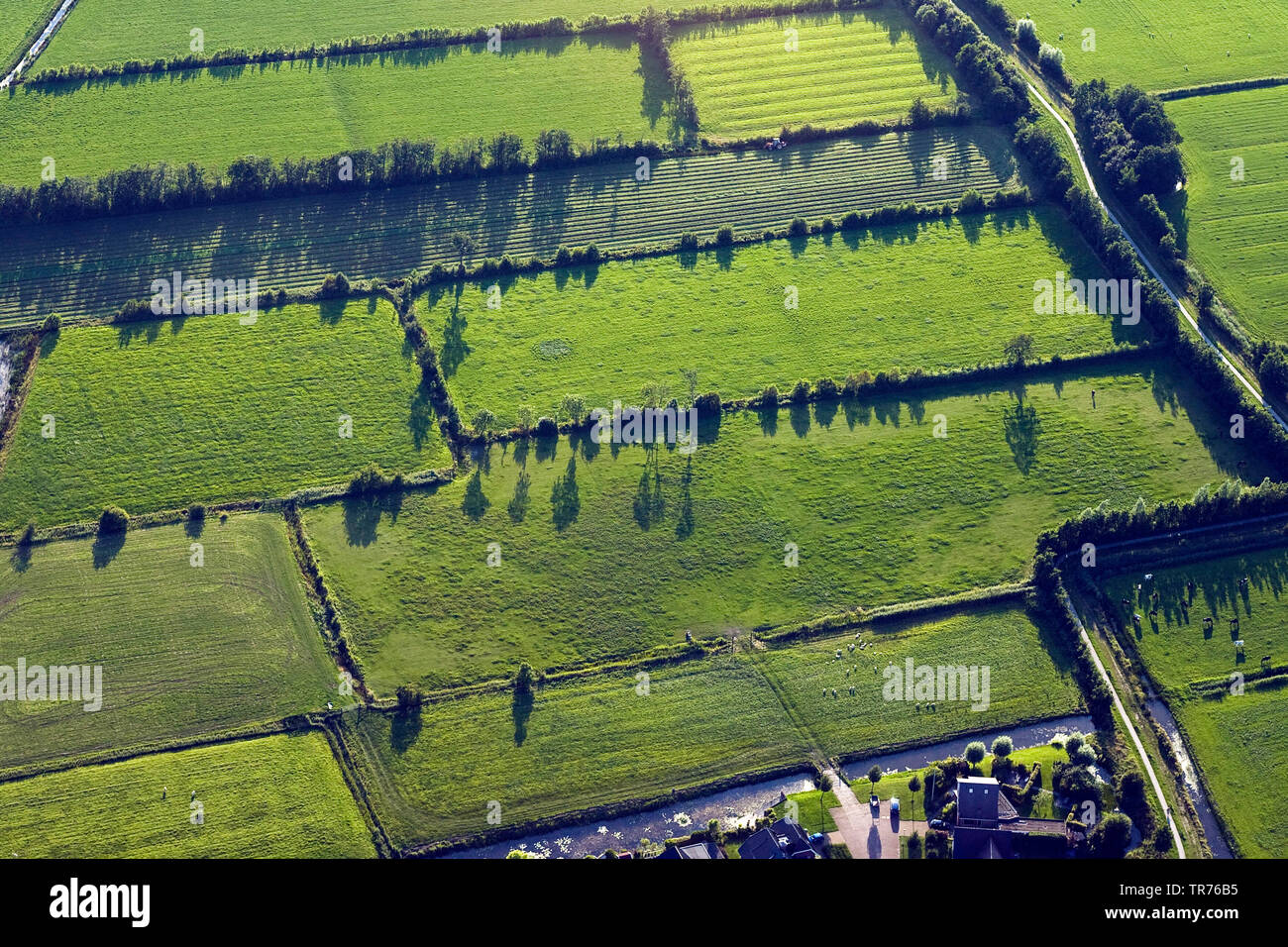Campo con canali di scolo a mare del Nord, foto aerea, Paesi Bassi Foto Stock