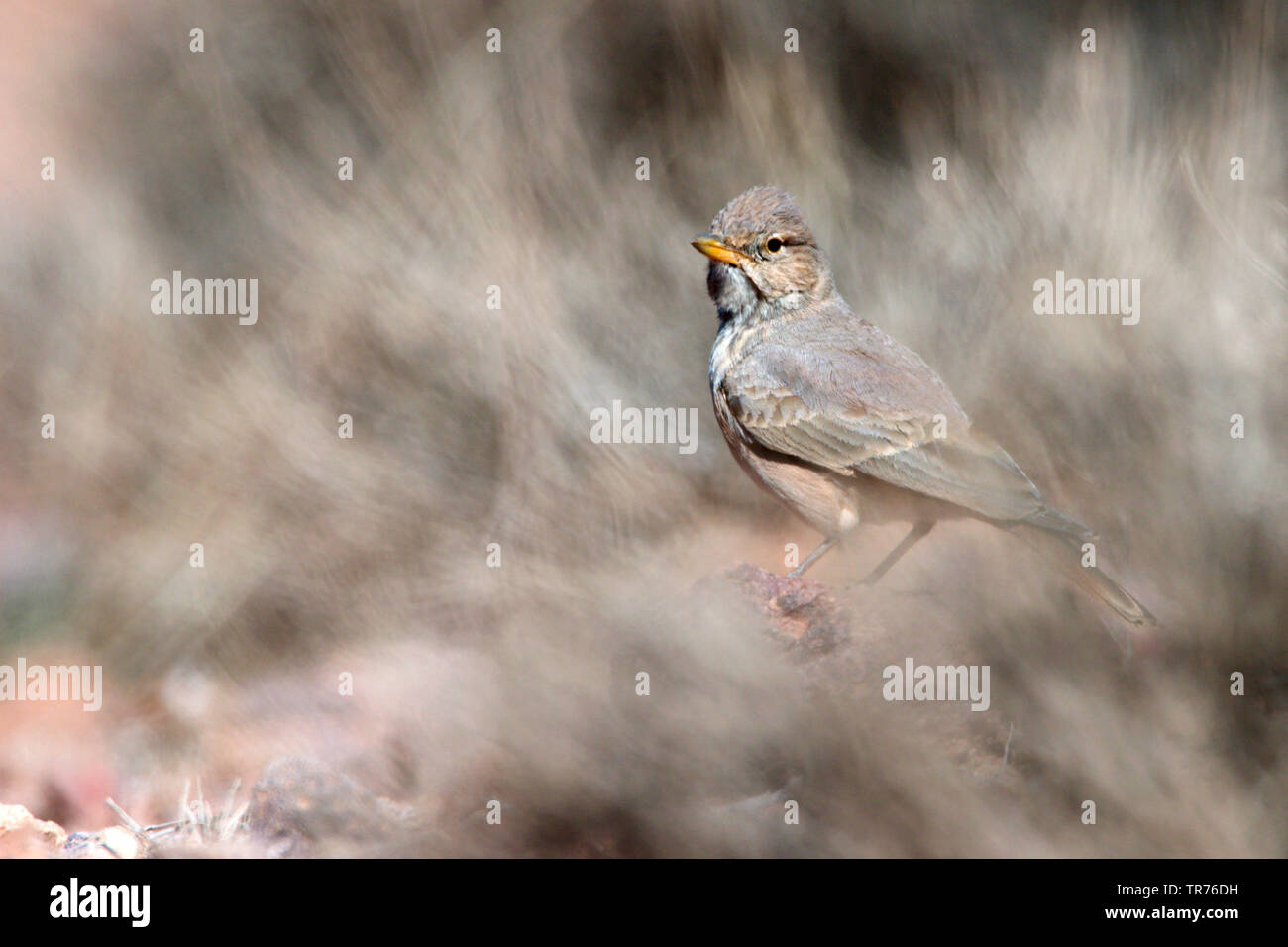 Deserto lark (Ammomanes deserti), seduta sul terreno pietroso, Marocco, Quarzazate Boulmane du papà├®s Foto Stock