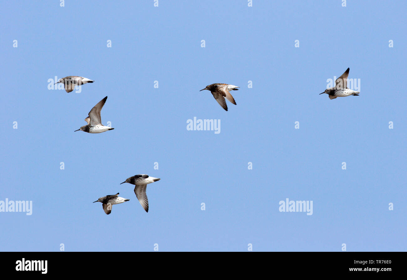 Grande nodo (Calidris tenuirostris), gregge di grandi nodi battenti contro il cielo blu, Cina, Beidaihe Foto Stock