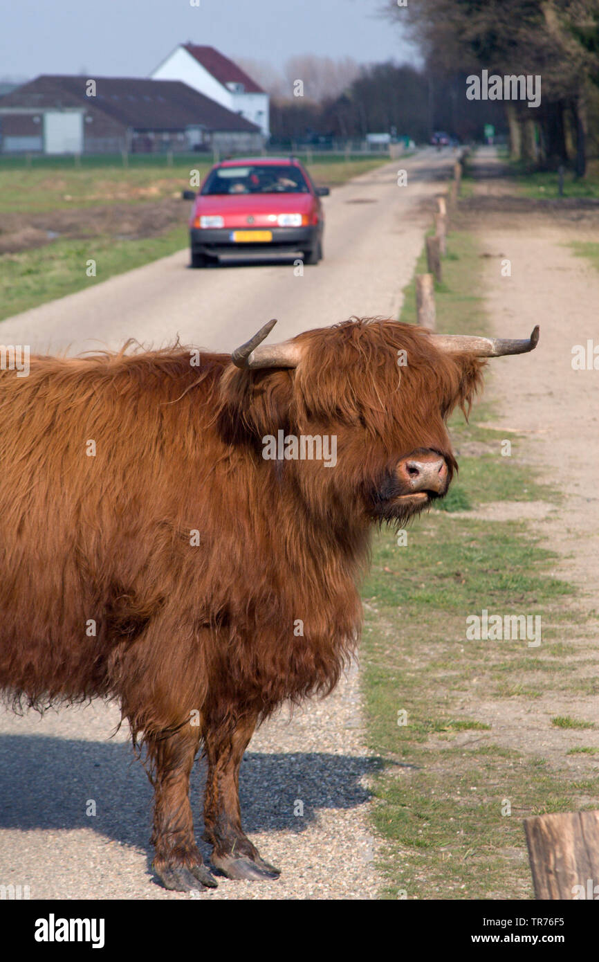 Highland scozzesi Bovini, Kyloe, Highland mucca, Heelan coo (Bos primigenius f. taurus), in piedi su una strada, Paesi Bassi Limburg, Rodebeek Natuurpark Rodebach Foto Stock