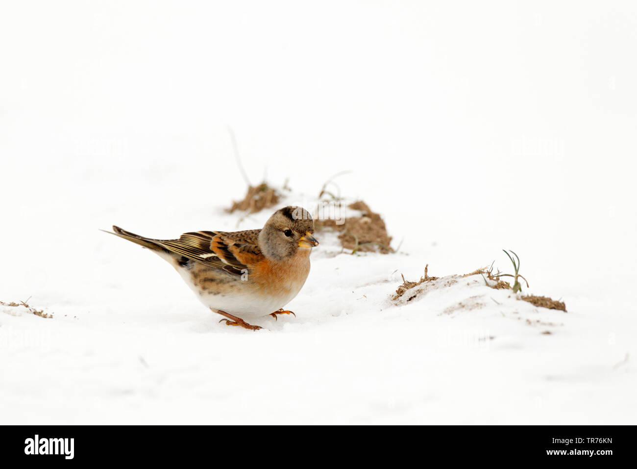 Brambling (Fringilla montifringilla), in presenza di neve, Paesi Bassi Limburg Foto Stock