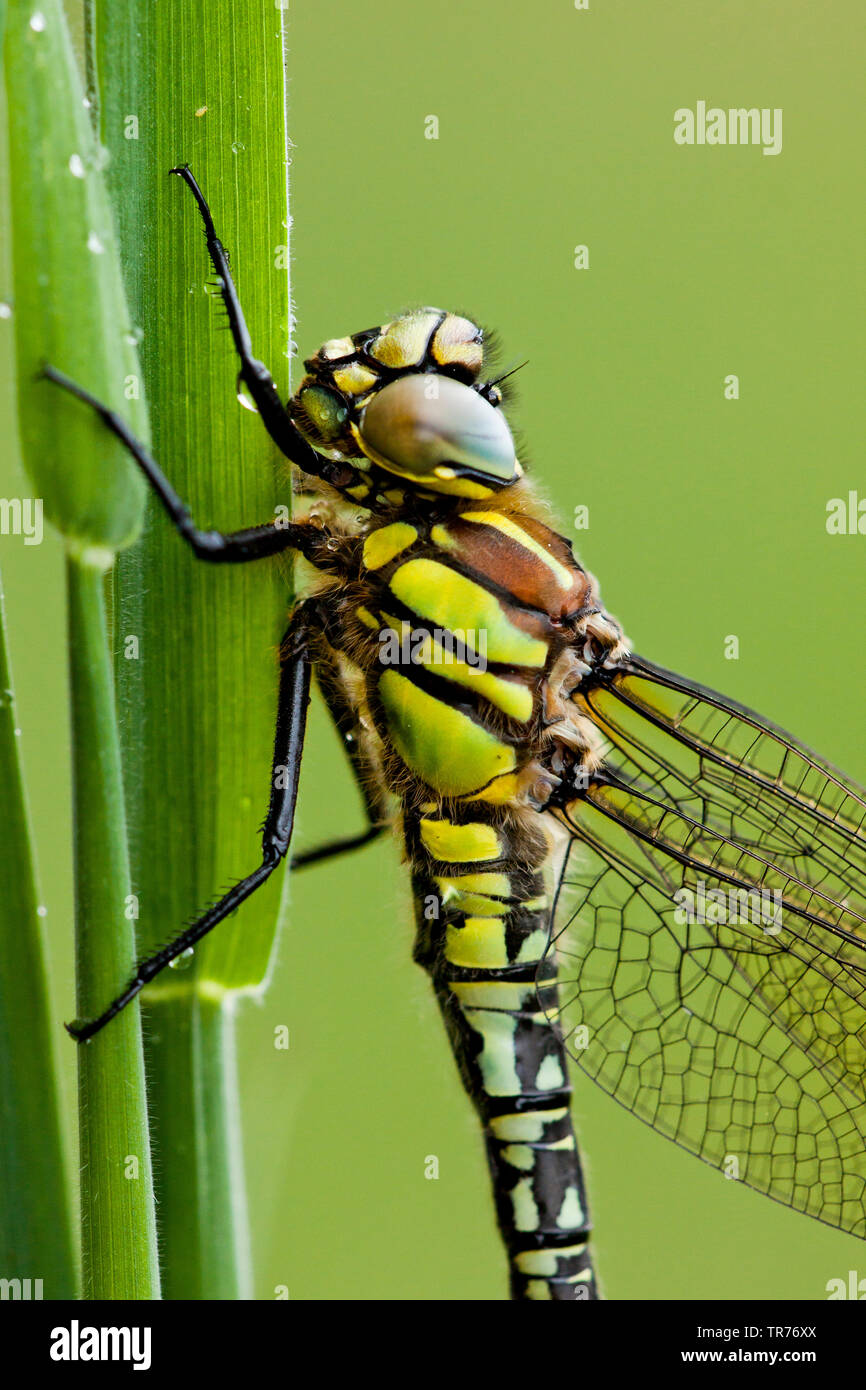 Minor hairy dragonfly, Hairy Dragonfly, Hairy Hawker, Molla Hawker (Brachytron pratense, Brachytron hafniense), Paesi Bassi Foto Stock