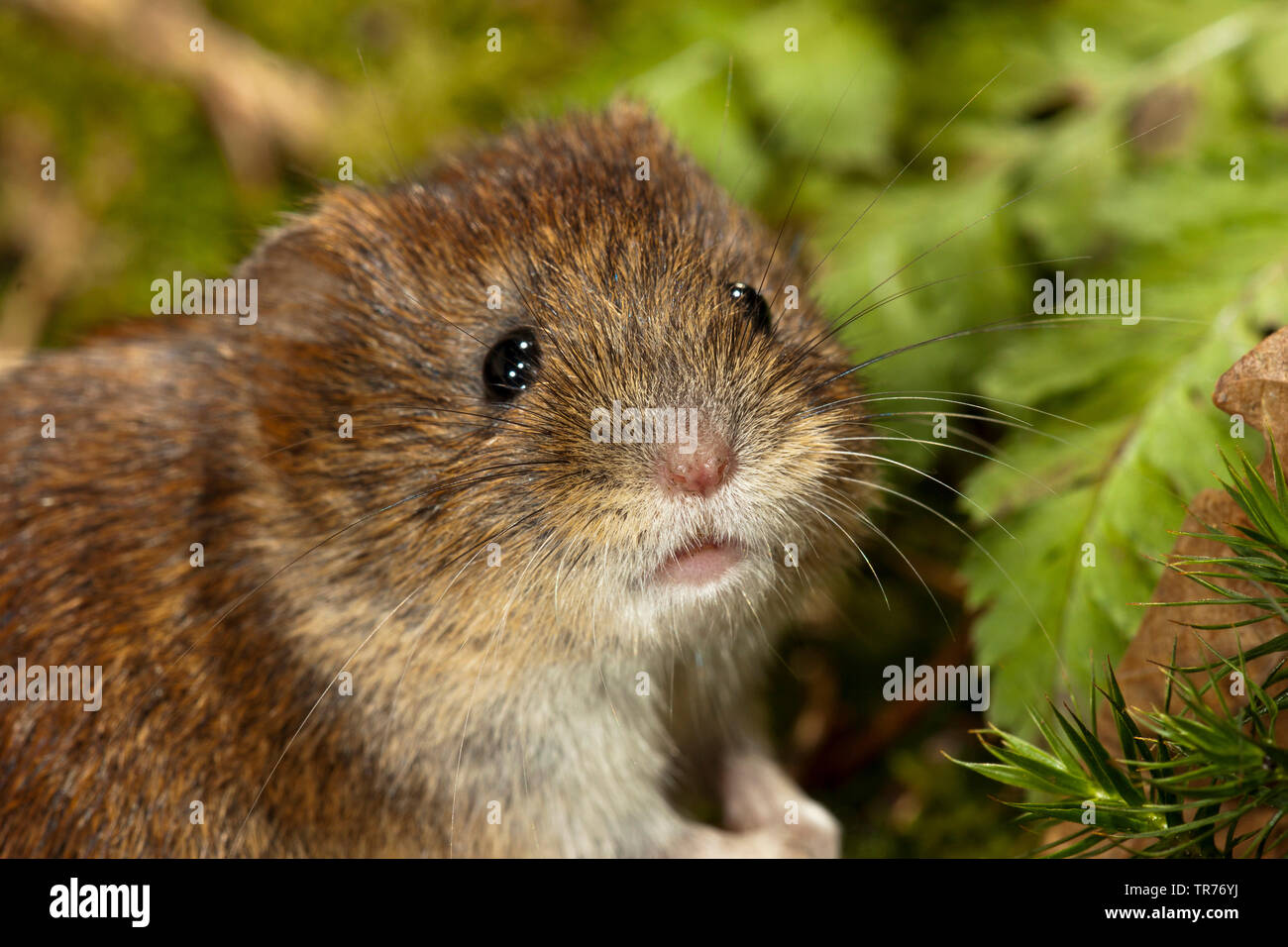 Bank vole (Clethrionomys glareolus, Myodes glareolus), ritratto, Paesi Bassi Foto Stock