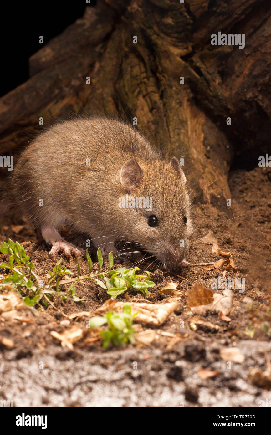Ratto marrone, marrone Comune di ratto, Norvegia rat, Comune di ratto (Rattus norvegicus), lo sniffing sul terreno, Paesi Bassi Foto Stock