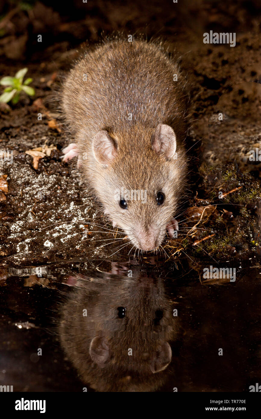 Ratto marrone, marrone Comune di ratto, Norvegia rat, Comune di ratto (Rattus norvegicus), al waterside, Paesi Bassi Foto Stock