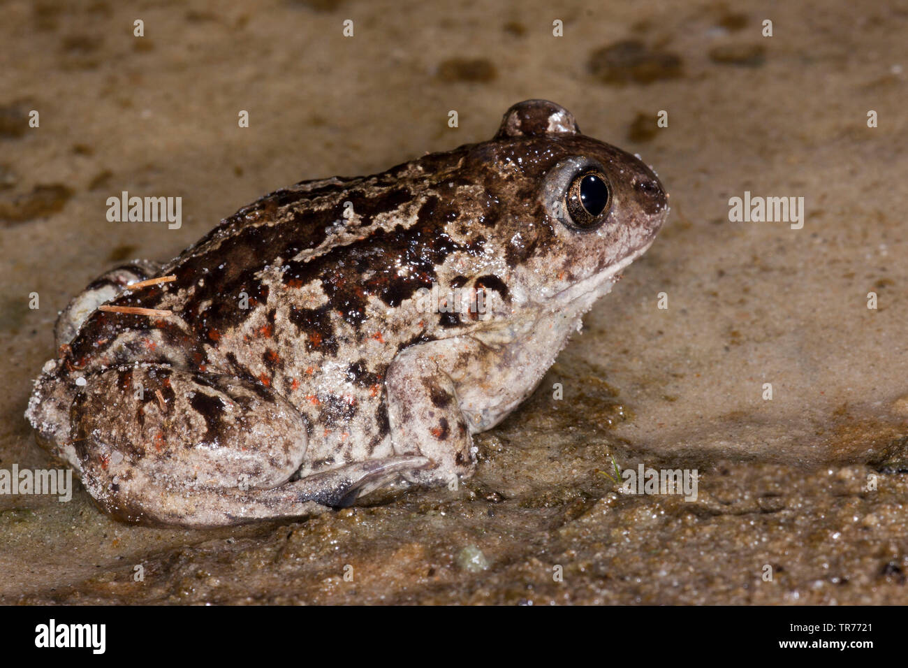 Common spadefoot, aglio toad (Pelobates fuscus), in vista laterale e a piena lunghezza ritratto, Paesi Bassi Foto Stock