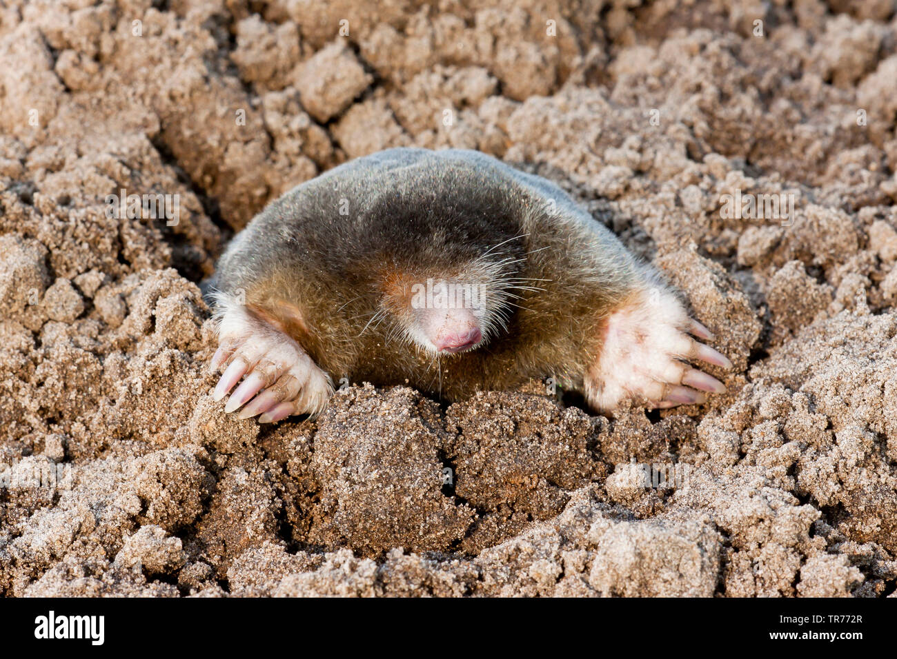 Unione mole, comune mole, Northern mole (Talpa europaea), sulla superficie, Paesi Bassi Foto Stock