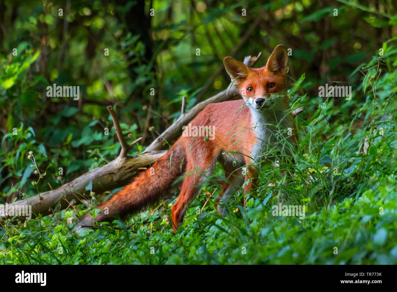 Red Fox (Vulpes vulpes vulpes), rovistando in una foresta, Svizzera, Sankt Gallen Foto Stock