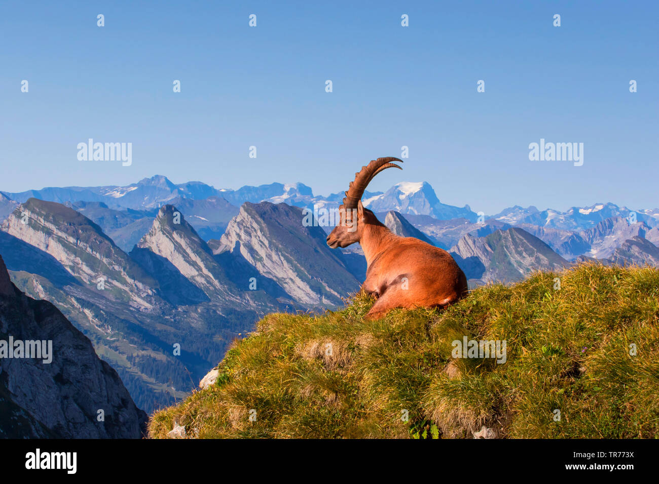 Stambecco delle Alpi (Capra ibex, Capra ibex ibex), a prendere il sole sul prato coperto di picco nella parte anteriore del paesaggio di montagna, Svizzera, Alpstein Foto Stock