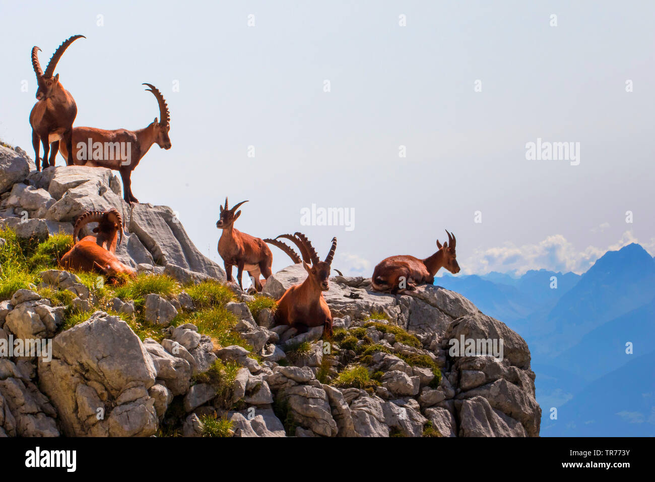 Stambecco delle Alpi (Capra ibex, Capra ibex ibex), gruppo a prendere il sole sulla sperone di roccia nella parte anteriore del paesaggio di montagna, Svizzera, Alpstein, Saentis Foto Stock