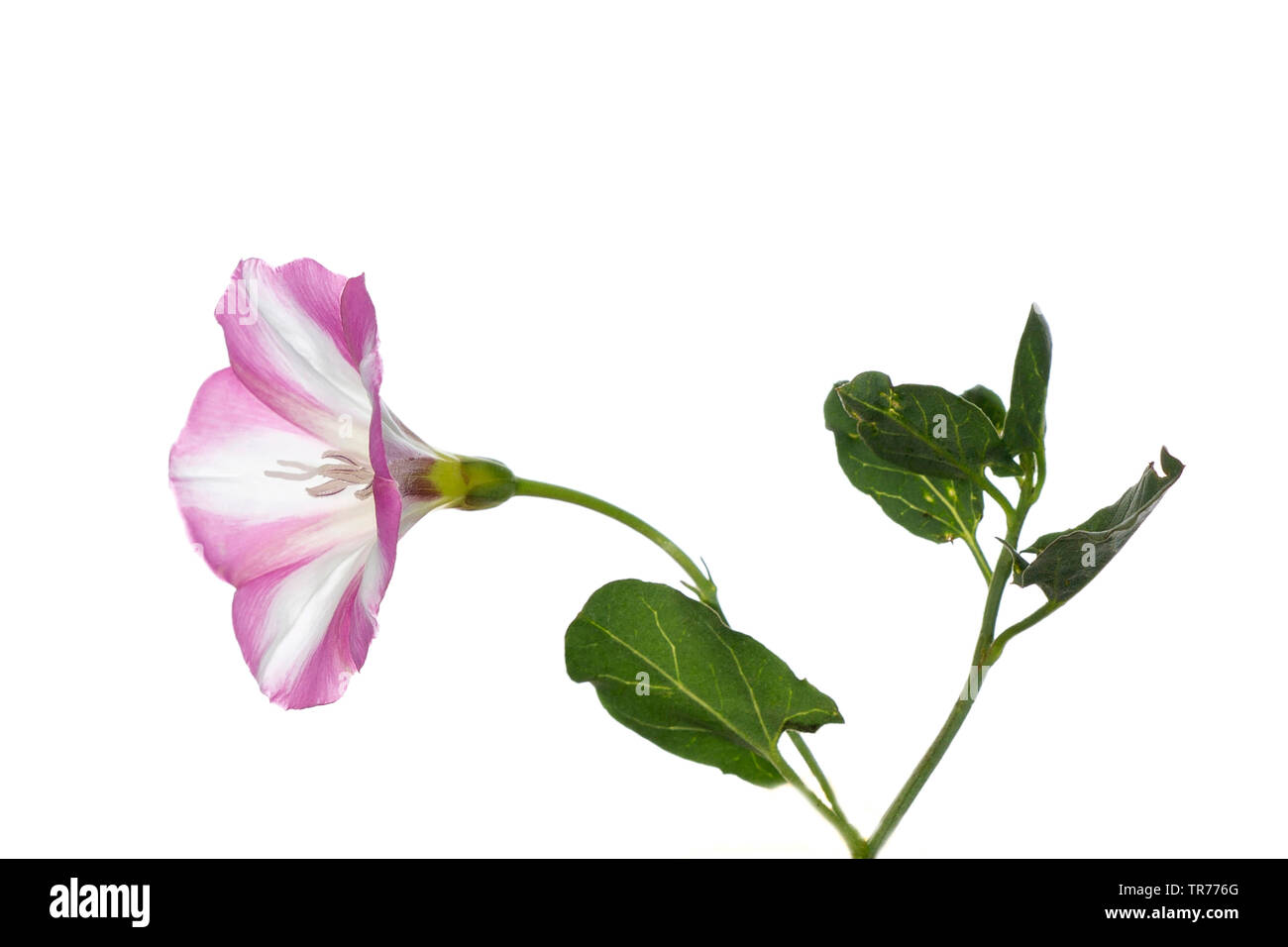 Campo centinodia, campo di mattina-gloria, piccole centinodia (Convolvulus arvense), intaglio, Francia Foto Stock