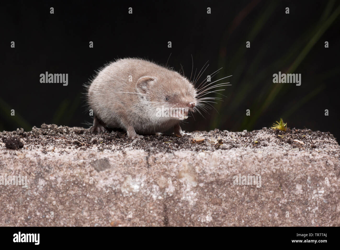 Maggiore white-dentata Megera (Crocidura russula), arrabbiato mouse su una parete, Paesi Bassi Foto Stock